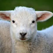 A lamb (Image: Welsh Government)