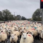 Traffic jam! Sheep are taken through the village on Friday