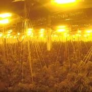 The cannabis plants found at the industrial unit in Rhyl