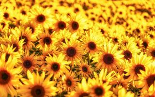 Delwyn Ellis took this photo of sunflowers.