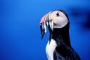 The Government is being urged to ‘stand strong’ on moves to close a fishery in UK waters to protect puffins and other wildlife in the face of EU opposition (RSPB/Handout/PA)
