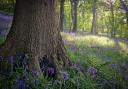 Chris Woodbine took this photo of bluebells.