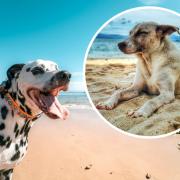 Dogs on the beach. Images: Canva