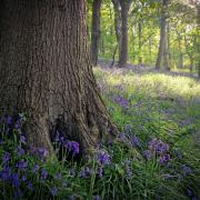 Chris Woodbine took this photo of bluebells.