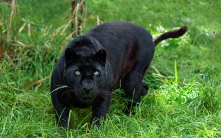 A black leopard