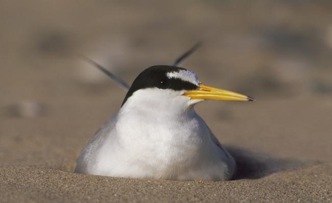 A Litte Tern nesting in Gronant