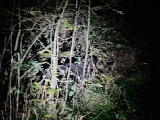 Photo of what is believed to be a big cat sighted in Abergele. Image: Chloe Green