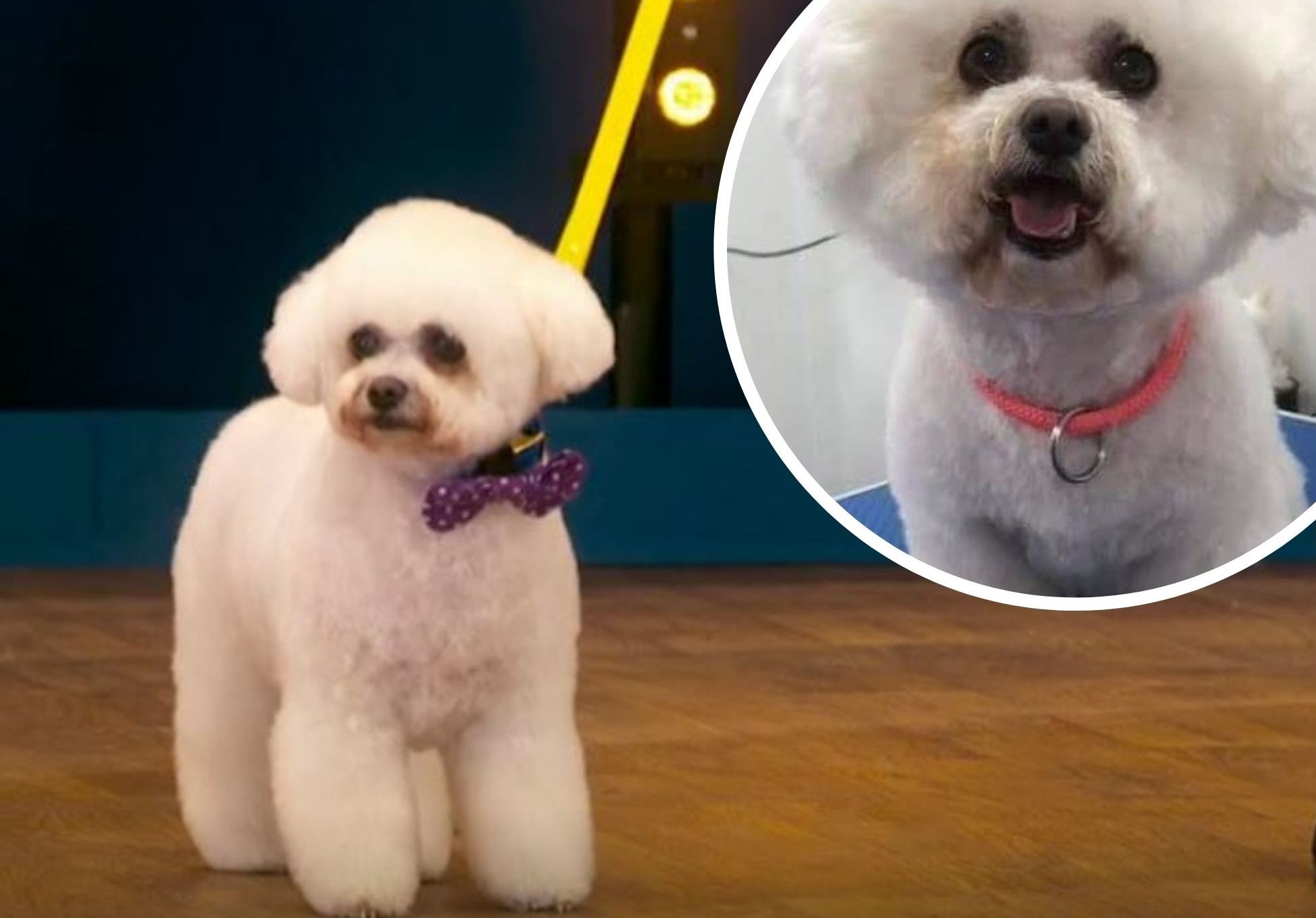 Dog Groomer From North Wales So Proud After Bichon Frise Midge Appears On Bbc S Pooch Perfect Rhyl Journal