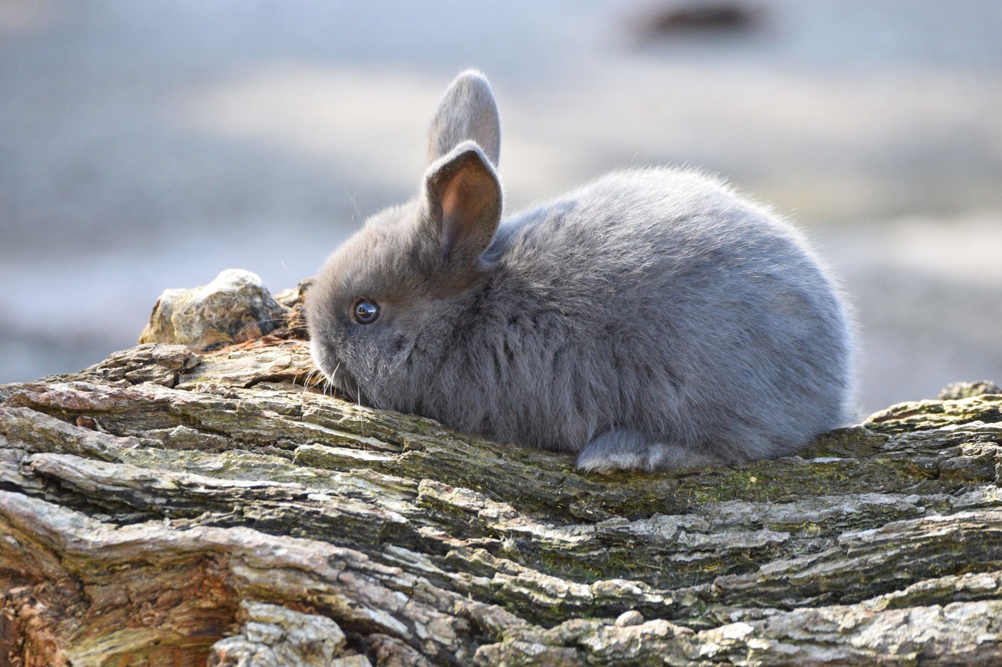 Bunny at Welsh Mountain Zoo. Picture: Matt Rimmer