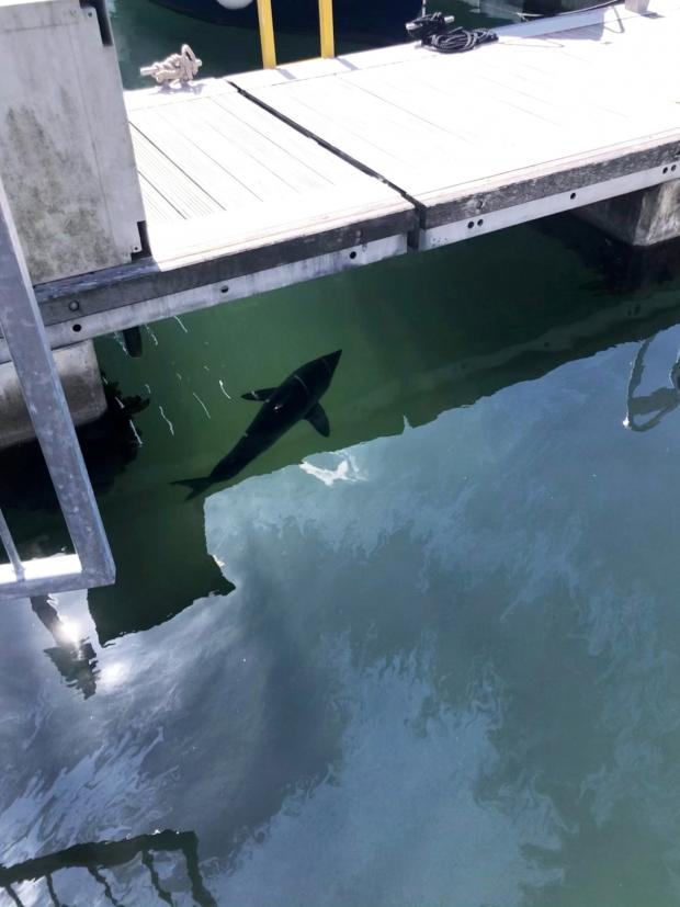 Rhyl Journal: The porbeagle shark gliding majestically through Plymouth's Mayflower Marina. Picture: SWNS