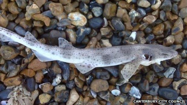 Rhyl Journal: A dogfish shark that washed up on a Kent beach