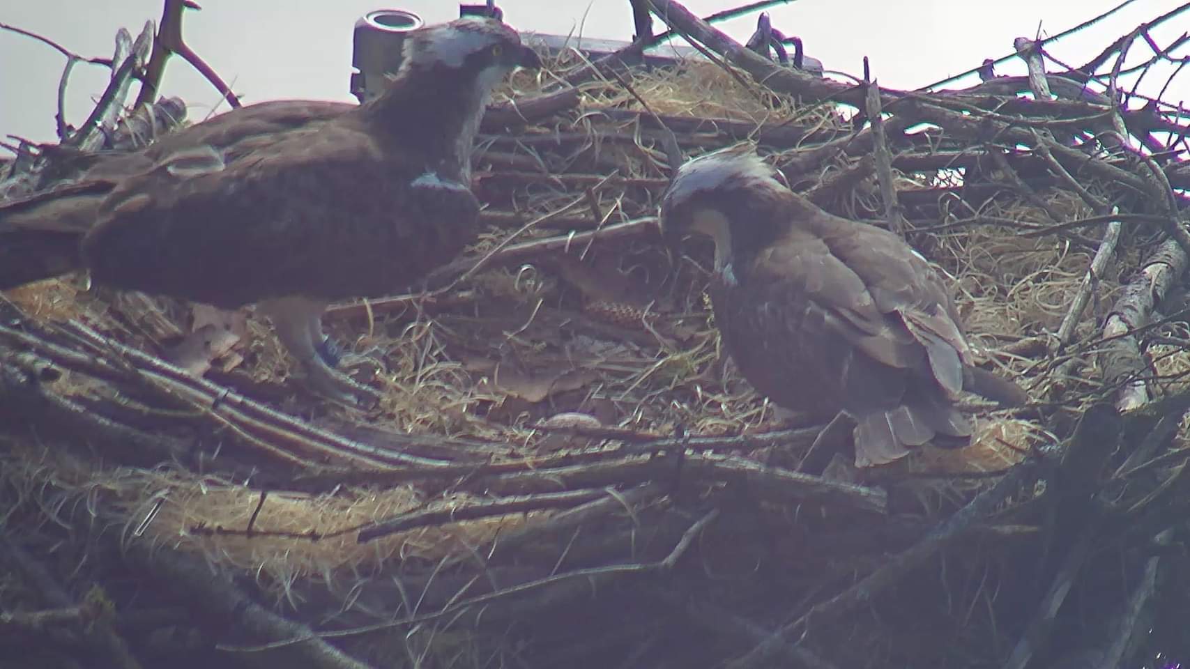 The ospreys at their nest before it was felled. 