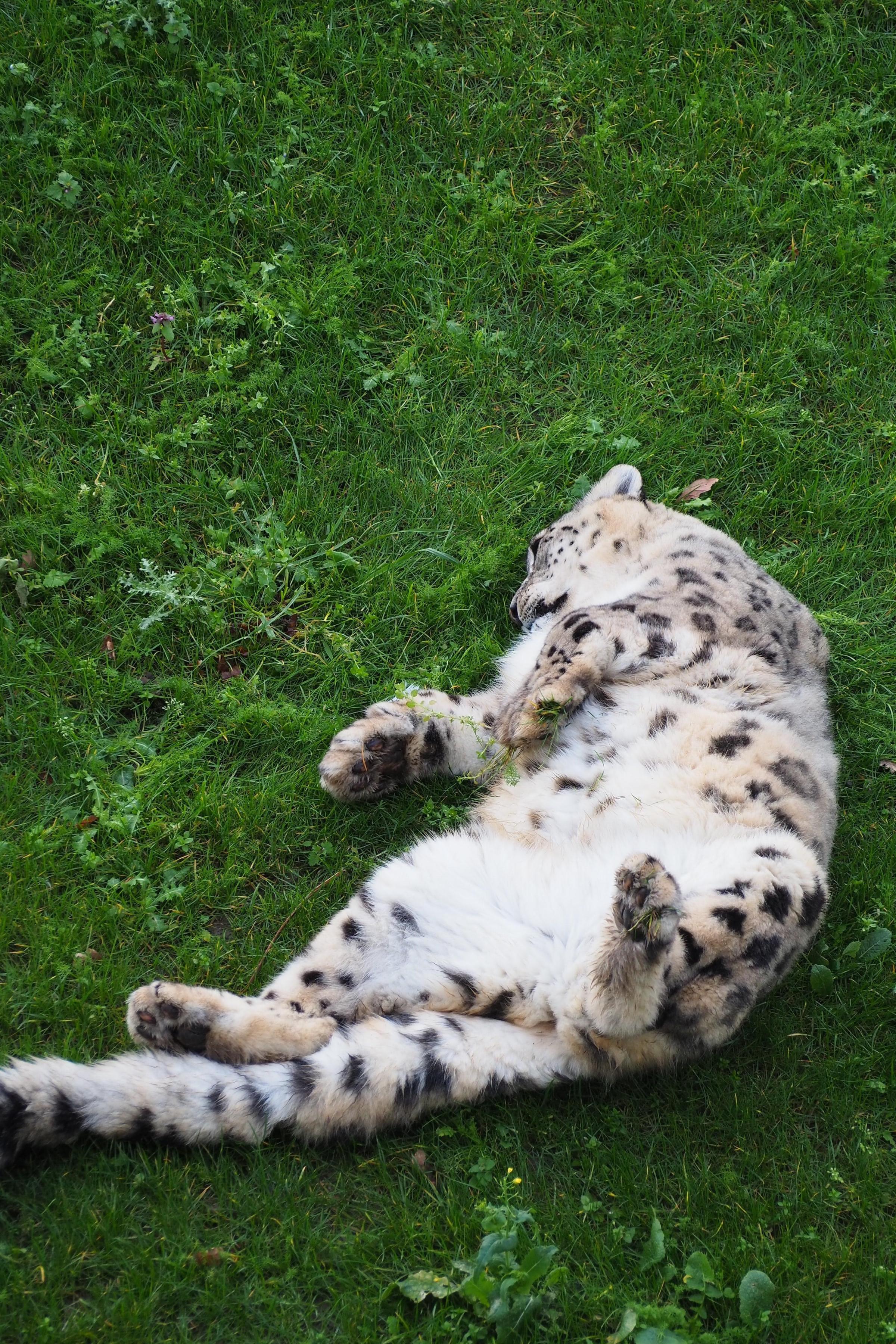 A Snow Leopard making the most of their new spacious surroundings. Picture: Welsh Mountain Zoo