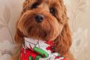 A CUTE way to mark St David's Day!That's what we are providing with our picture of the week.Amanda Jayne Jones has e-mailed over this picture of Hettie the cockapoo, from Rhuallt, enjoying her first St David’s Day.Hettie is just eight