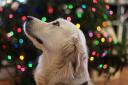 Christmas dog warning issued ahead of festive season. (Canva)