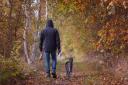 Playing in leaf piles, sniffing conkers and eating wild mushrooms, are all included in a list of Autumn dangers dog owners are being warned of