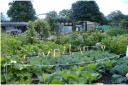 Library image of allotments