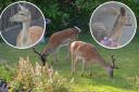 The deer making themselves at home in Craig Hughes' garden.