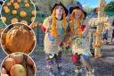 Classic pumpkins, Goosebump and Cinderella pumpkins! And main picture - two Scarecrows main the pumpkin patch!