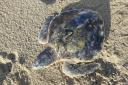 Kemps Ridley sea turtle called ‘Rossi’ who was found on Rhosneigr beach