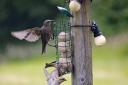 Birds at a bird feeder. Image: DCC