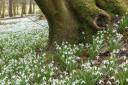 Snowdrops in woodland at Chirk Castle. Photo: ©National Trust by Paul Harris