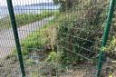 Damage caused to the safety fencing on the Wisemans Bridge side. Picture: Cllr Chris Williams.