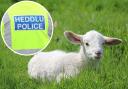 A generic picture of a lamb (image: Pixabay) and, inset, a North Wales Police jacket