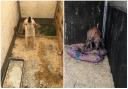 These dogs were two of 21 found at unlicensed puppy farm. Picture: RSPCA Cymru.