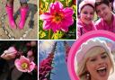 Camera Club members celebrated the theme of pink to mark the opening week of the Barbie movie starring Margot Robbie.