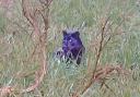 Documentary makers have discovered what they claim is the 'clearest ever' photo of a big cat prowling the British countryside.