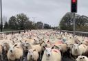 Traffic jam! Sheep are taken through the village on Friday