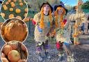 Classic pumpkins, Goosebump and Cinderella pumpkins! And main picture - two Scarecrows main the pumpkin patch!