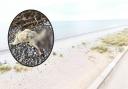 Kinmel Bay Beach. Inset: The dead sheep on the beach