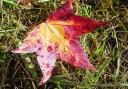 Sheila Richardson took this photo of an autumn leaf.
