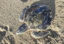 Kemps Ridley sea turtle called ‘Rossi’ who was found on Rhosneigr beach