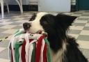 Team Wales in this year's Crufts competition