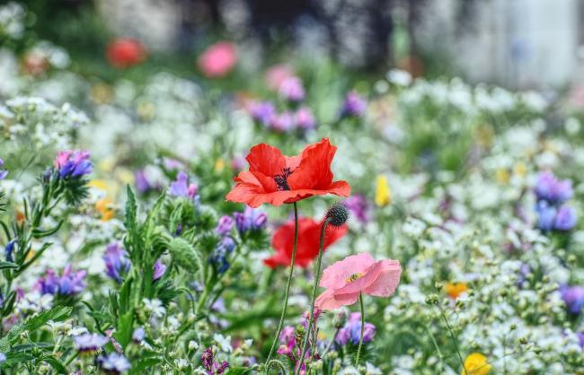 Example of flower meadow. Picture: Pixabay