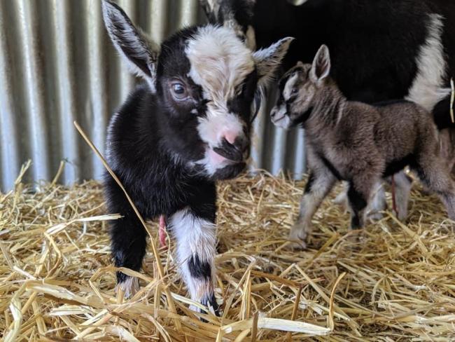 Some of the baby goats at Manorafon Farm Park, Abergele