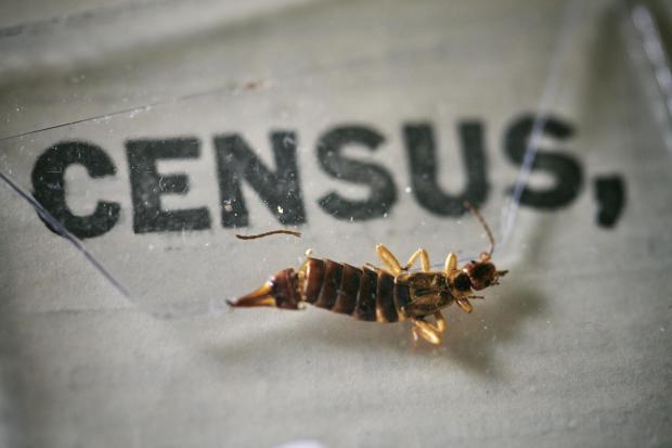 Rhyl Journal: An insect, which died at some point in the last 100 years, being removed from the pages of the 1921 Census at the Office for National Statistics (ONS) near Southampton. Photo via PA.
