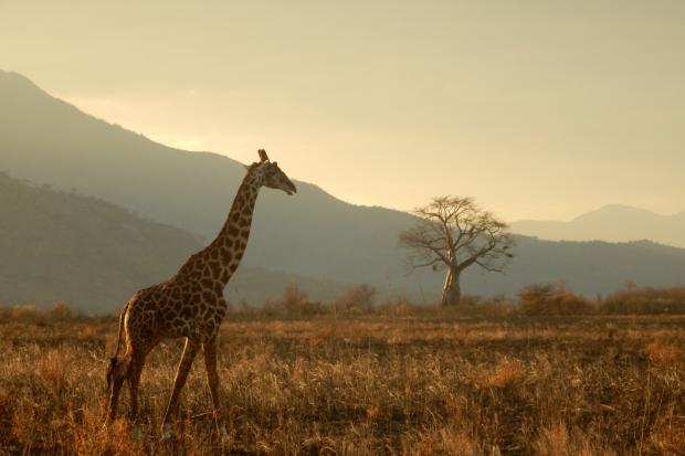 Rhyl Journal: A giraffe walking through the plains. Credit: Canva