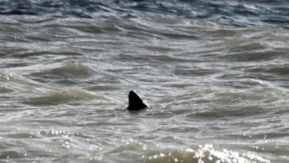 Rhyl Journal: A fin of a 'great white shark' has been spotted just yards off the coast from a popular beach, it has been claimed