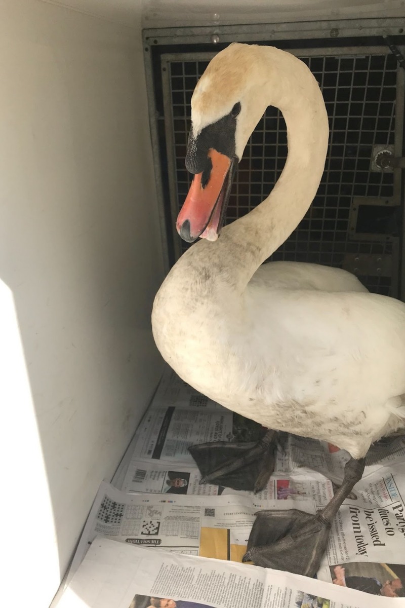 Two swans were injured in the incident which happened on the westbound carriageway of the A55 near Abergele
