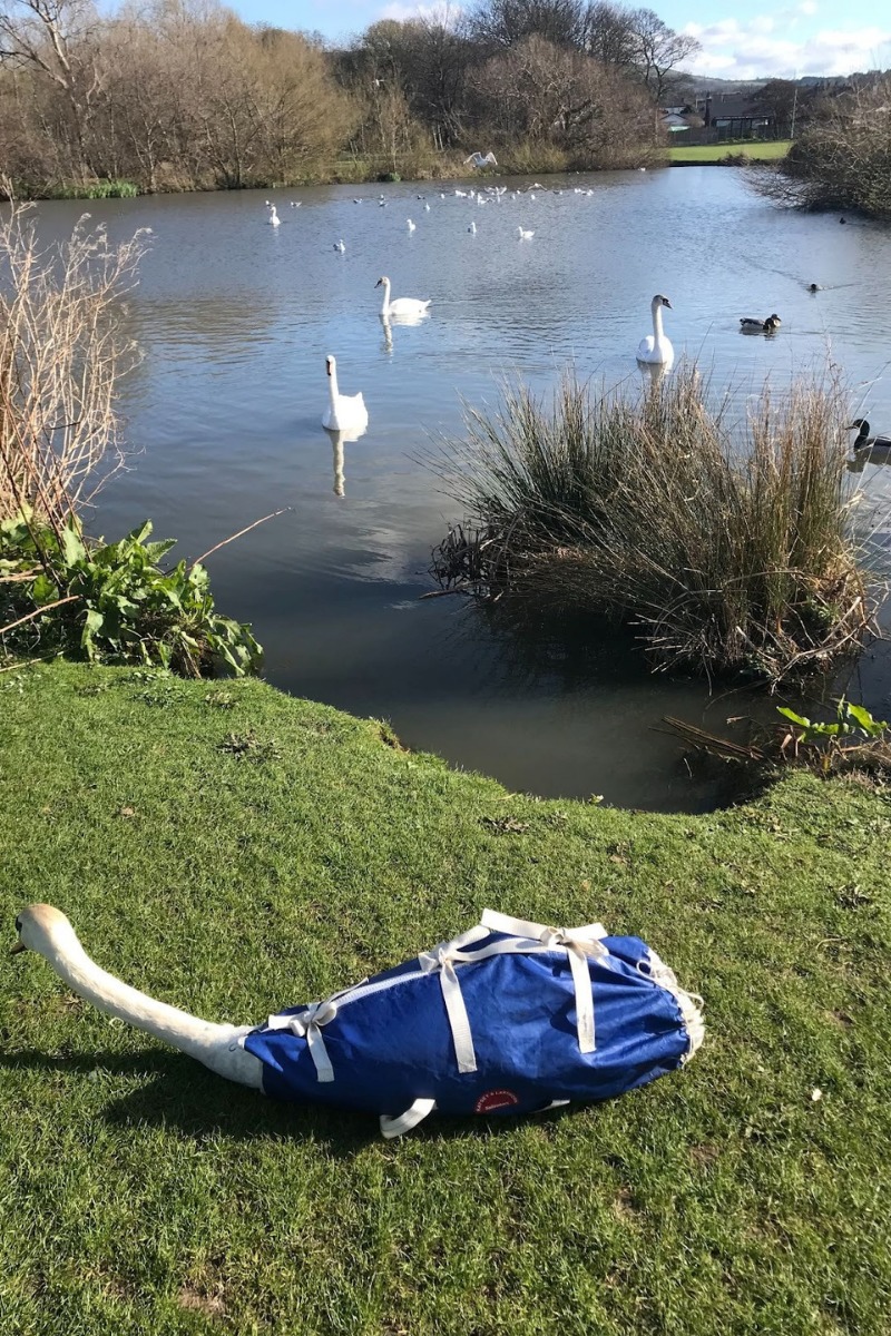 Two swans were injured in the incident were released at the wildlife pond in nearby Pentre Mawr Park. 