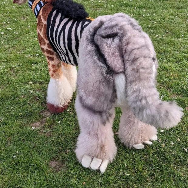 Rhyl Journal: Another look at Luna's new look. Photo: Micki Morelli