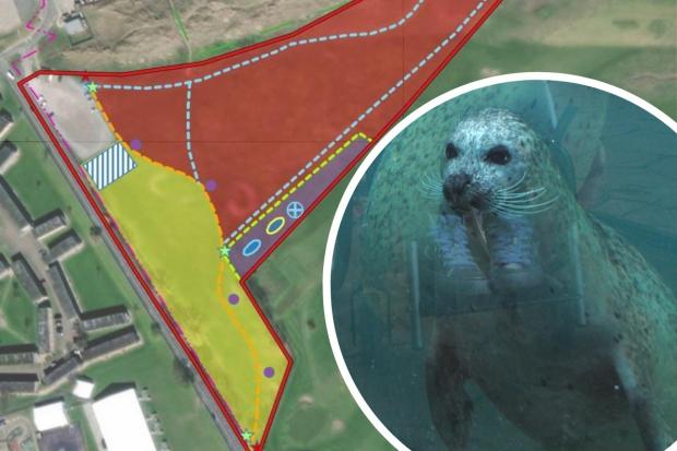 Coastal defence scheme plan for Rhyl. Inset: A seal at the Seaquarium.