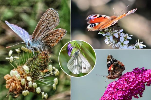 Members of the Leader Camera Club take on 'butterflies' challenge.