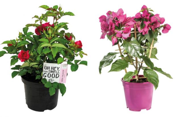Rhyl Journal: (left) Garden Rose and (right) Bougainvillea (Lidl/Canva)