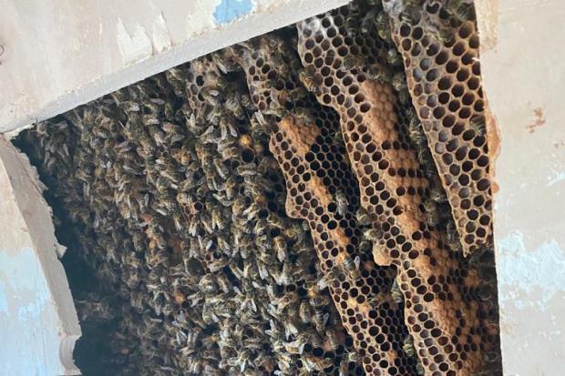 The excavation of the huge bee hive. Photo: Katie Hayward