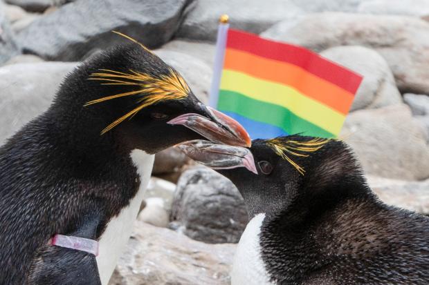 Frankie and Vinnie- Folly Farm's gay penguins. Picture: Joann Randles